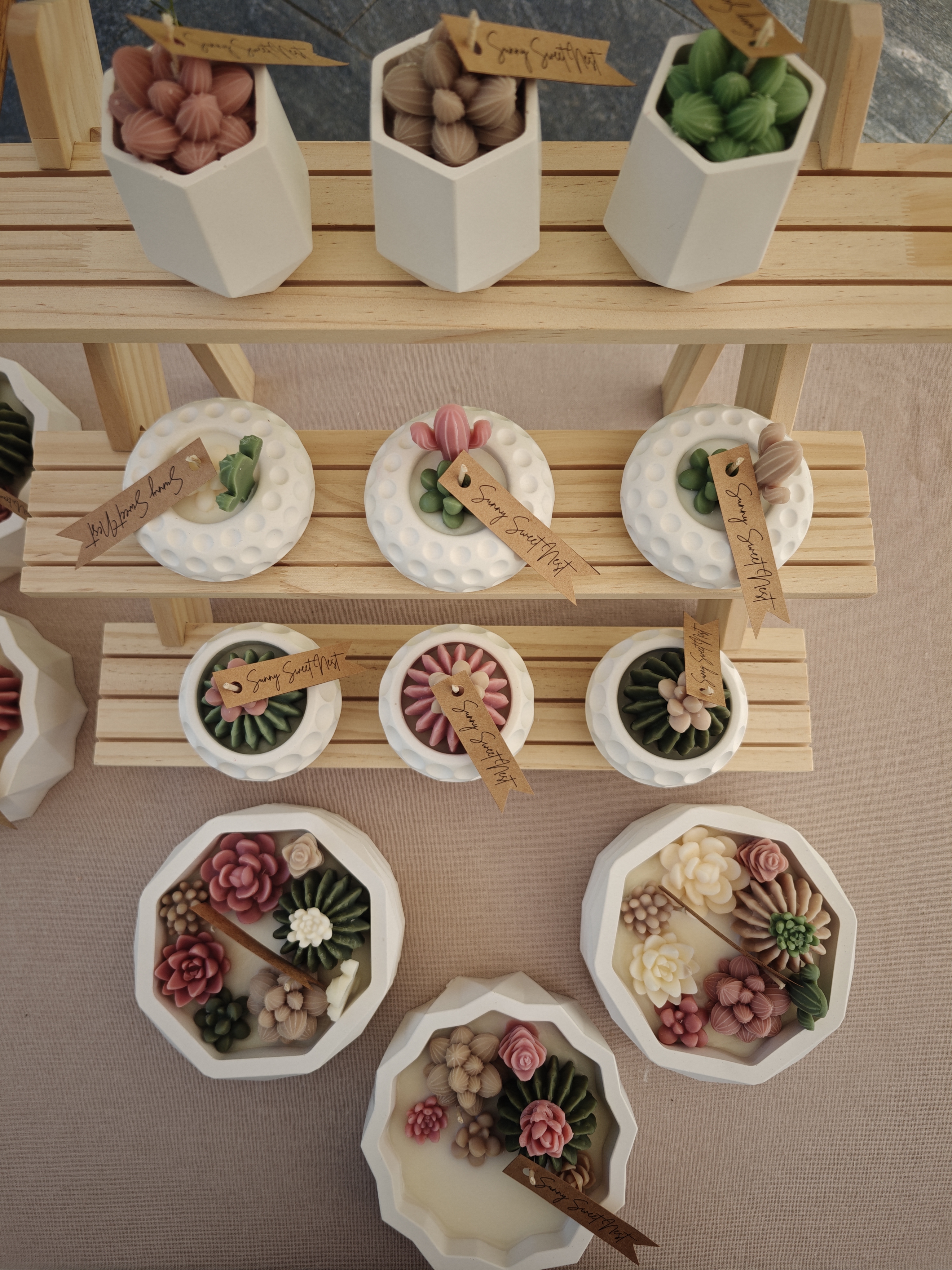 Collection cactus