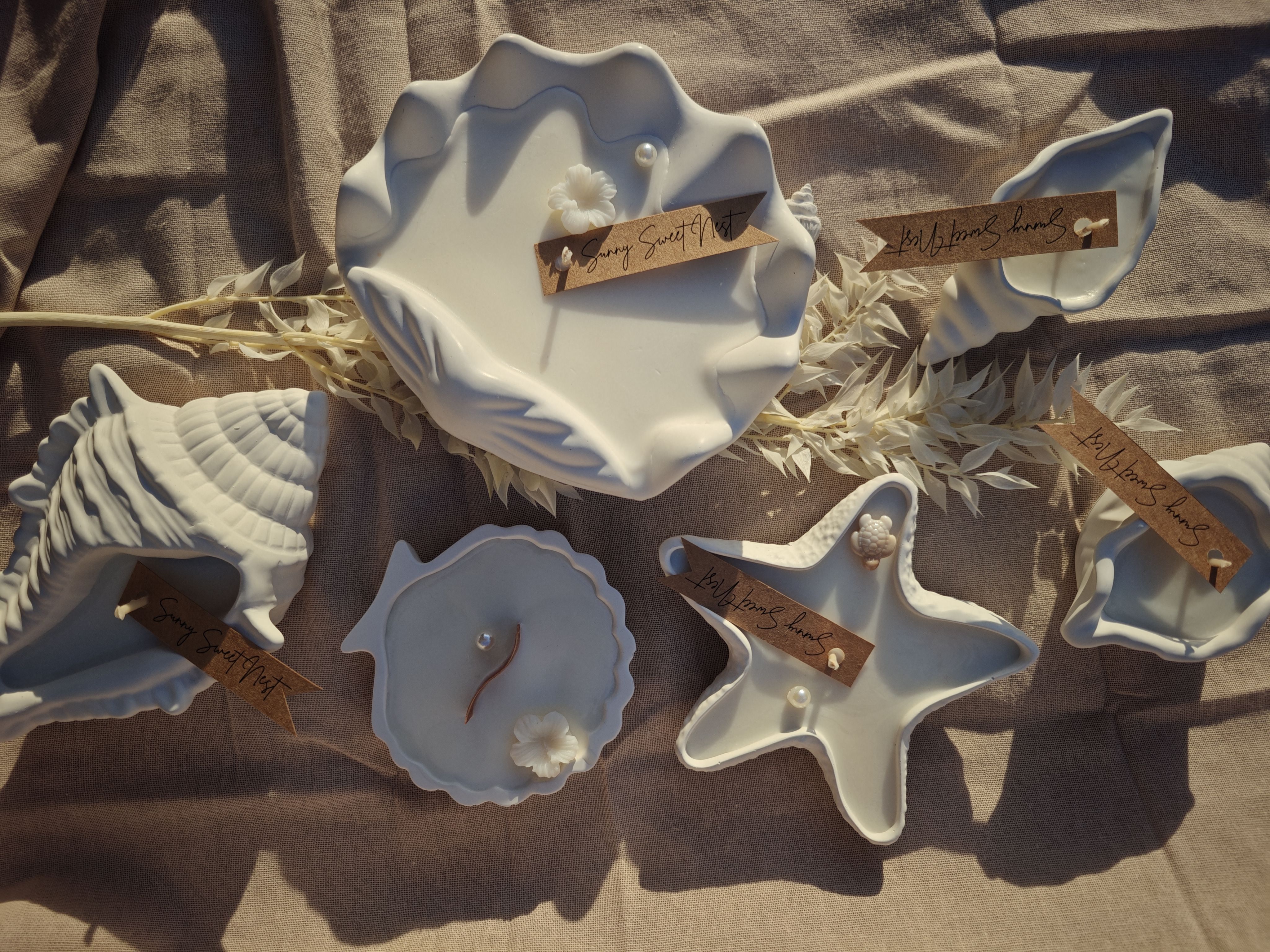 collection coquillage